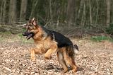 BERGER ALLEMAND 1046